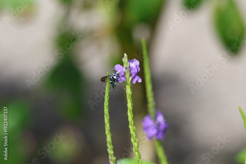 Black and Blue bee - Himalayan Cloak-and-Dagger Bee/Neon Cuckoo Bee (Thyreus himalayensis) pollinating purple Blue porterweed/Blue snake weed/Brazilian tea (Stachytarpheta jamaicensis) flowers.