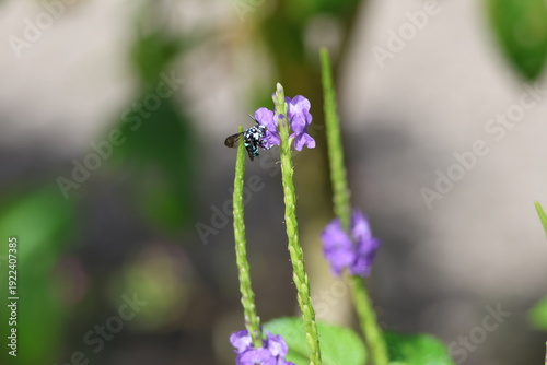 Black and Blue bee - Himalayan Cloak-and-Dagger Bee/Neon Cuckoo Bee (Thyreus himalayensis) pollinating purple Blue porterweed/Blue snake weed/Brazilian tea (Stachytarpheta jamaicensis) flowers.