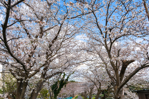 散歩の途中で見つけた春の風景