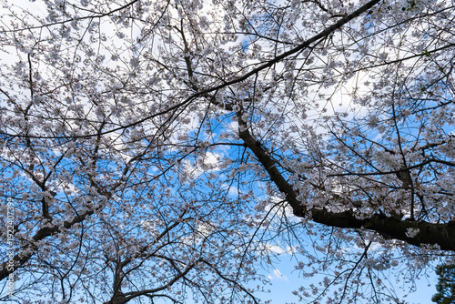 散歩の途中で見つけた春の風景