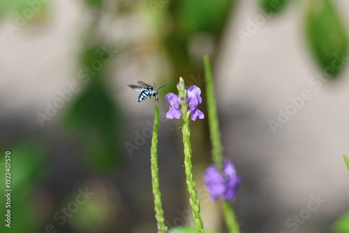 Black and Blue bee - Himalayan Cloak-and-Dagger Bee/Neon Cuckoo Bee (Thyreus himalayensis) pollinating purple Blue porterweed/Blue snake weed/Brazilian tea (Stachytarpheta jamaicensis) flowers.