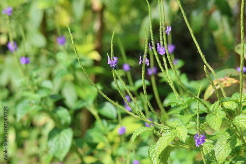 Black and Blue bee - Himalayan Cloak-and-Dagger Bee/Neon Cuckoo Bee (Thyreus himalayensis) pollinating purple Blue porterweed/Blue snake weed/Brazilian tea (Stachytarpheta jamaicensis) flowers.