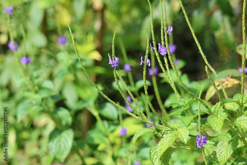 Black and Blue bee - Himalayan Cloak-and-Dagger Bee/Neon Cuckoo Bee (Thyreus himalayensis) pollinating purple Blue porterweed/Blue snake weed/Brazilian tea (Stachytarpheta jamaicensis) flowers.