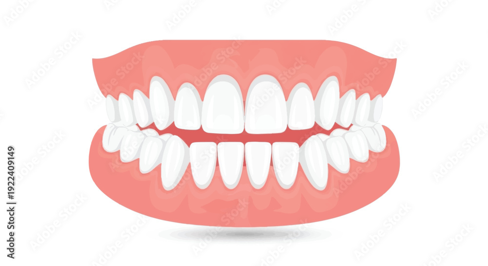 Obraz premium Complete Human Teeth Arrangement - Full Dental Arch Anatomy Illustration