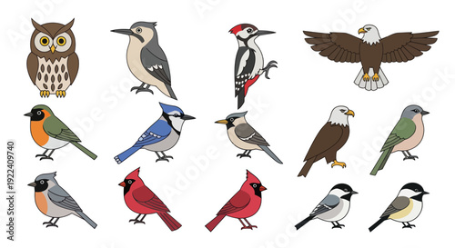 Collection of Diverse Bird Illustrations: Owl, Eagle, Woodpecker, Cardinal, Blue Jay, Chickadee