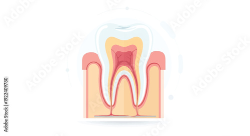 Tooth Anatomy Cross Section - Dental Structure Infographic Illustration