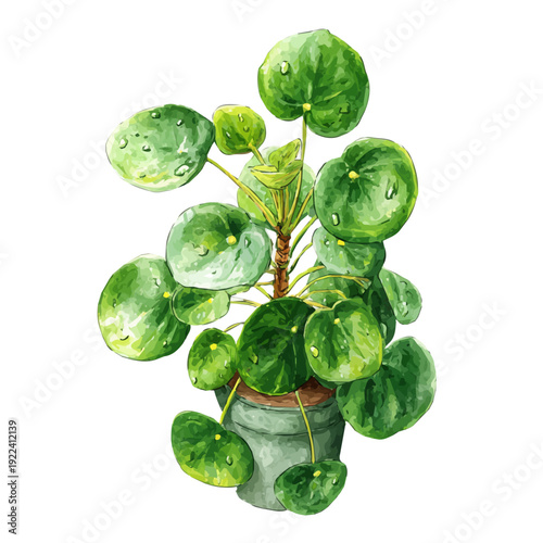 Watercolor vector illustration of Chinese Money Plant, isolated on white background.