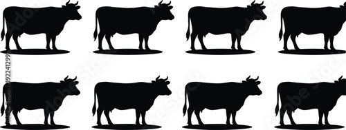 Cow silhouette collection featuring standing cattle farm animals, black bovine livestock vector set isolated on white background for agriculture and dairy design