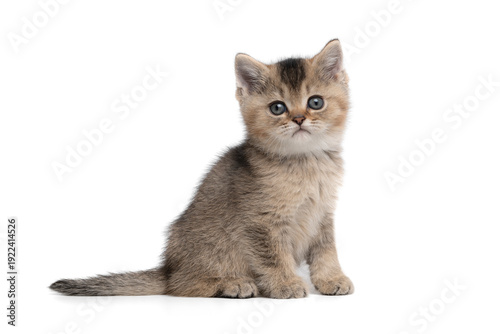 Cute tabby british shorthair kitten sitting and looking at the camera  isolated on a white background seen from the side with tail