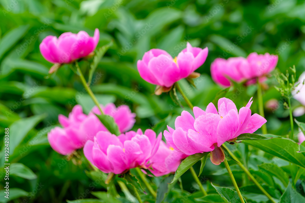 Fototapeta premium 庭園に咲き誇る鮮やかなピンクの芍薬の花