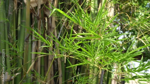 Lush Green Bamboo Leaves Against a Clear Blue Sky in a Natural Outdoor Setting