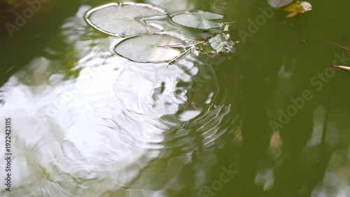 Tranquil Reflection of Lily Pads on Still Water Surface in Natural Pond Setting