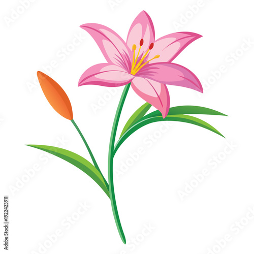 pink zephyranthes robusta flower on white background