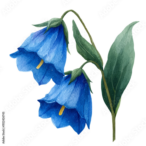 Watercolor painting of Bluebell, vector illustration, isolated on white background.