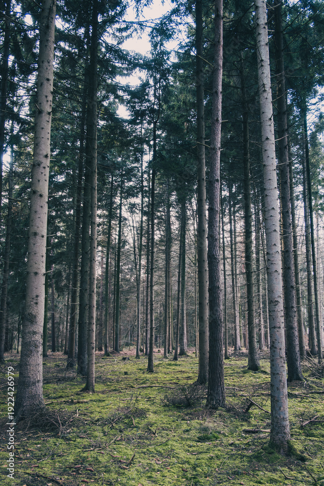 Fototapeta premium Parallel tree trunks in an evergreen forest with green mossy ground, moist winter woodland with an autumn-like mood