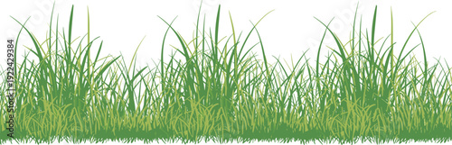 Dense patch of lush green grass with varying blade lengths and textures, symbolizing nature, vegetation, landscaping, and environmental themes for design and educational use
