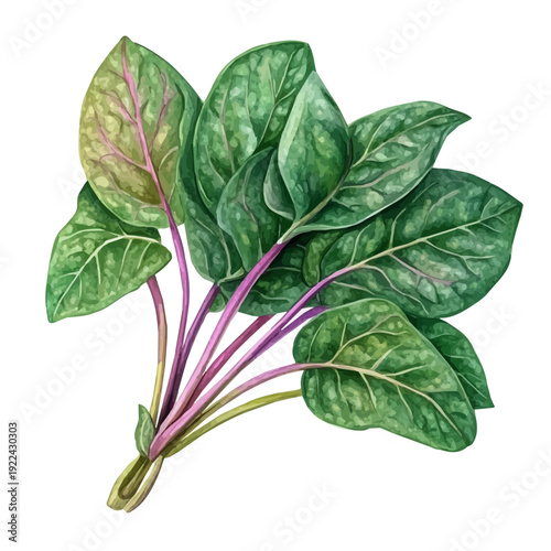 Watercolor illustration painting of Malabar Spinach, minimal, isolated on a white background.