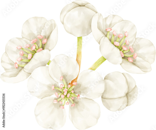 white blossom flowers