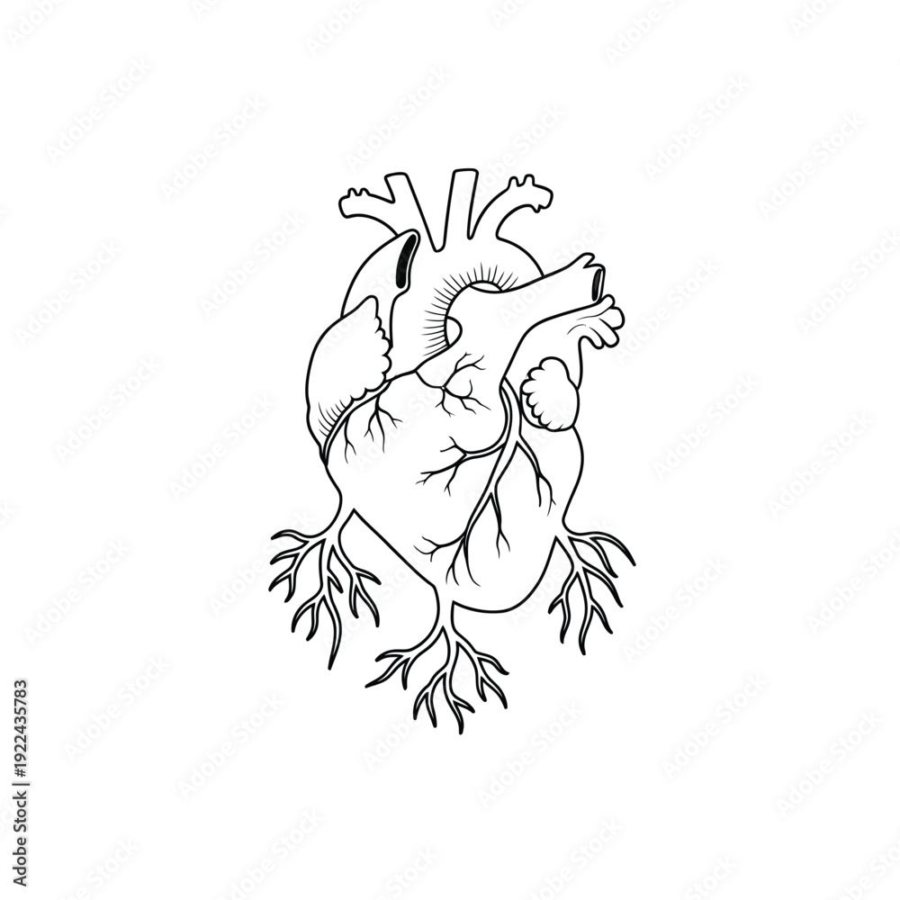 Fototapeta premium Anatomical human heart with roots, detailed vector illustration for medical study