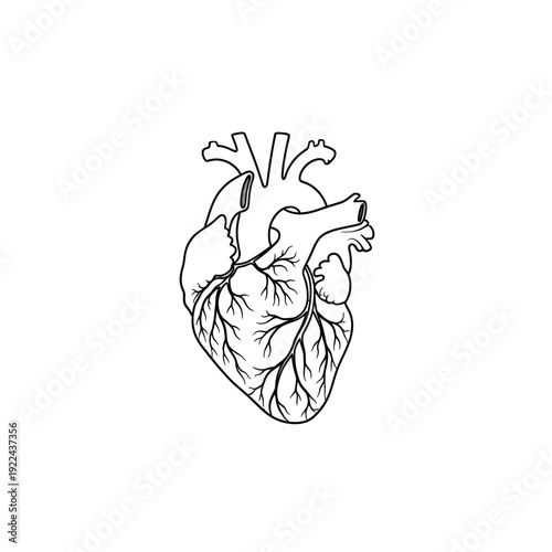 Line art anatomical heart, clean sketch, medical and health concept