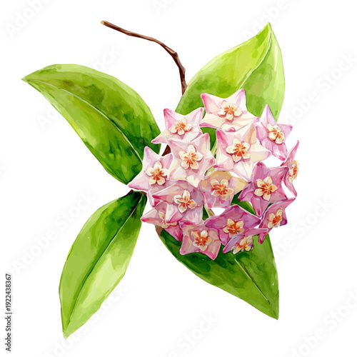 A watercolor painting of Hoya, vector illustration on white background.