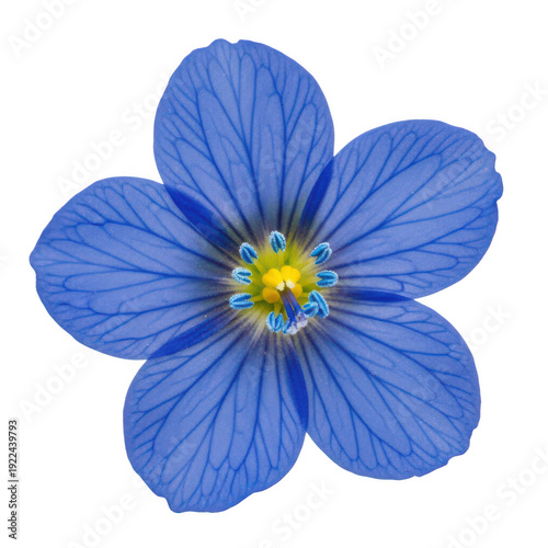 A vibrant blue flower with a yellow center and delicate petals