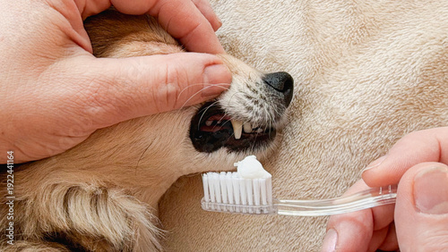 Foto Close-up of a hand brushing a dog's teeth with a toothbrush, on an isolated plai