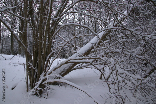 Fallen tree in snowy landscape in February