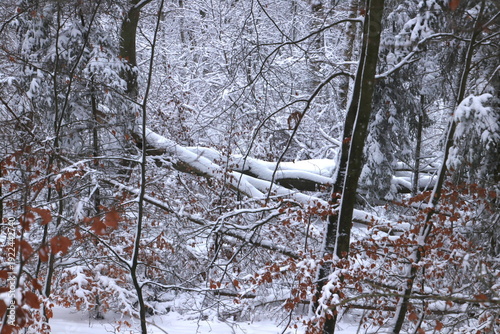 Fallen trees in snowy forest and braun leaves in the forground
