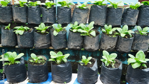 Photography Lush bok choy vegetables (Brassica rapa subsp