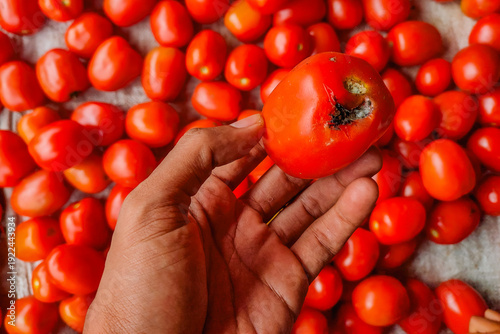 Selecting bad quality vegetable from a harvest of ripe plum tomatoes. A hand holds a single rotten tomato with visible black mold and decay, contrasted against a background of many fresh.