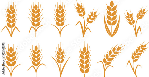 Wheat ears vector icon set. Golden cereal crop silhouettes collection. Flat agriculture plant illustration for farm logo, organic branding and packaging design.