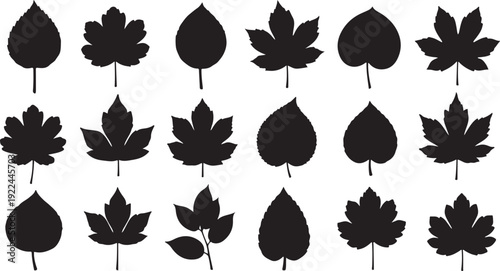 Collection of various black leaf silhouettes on white background