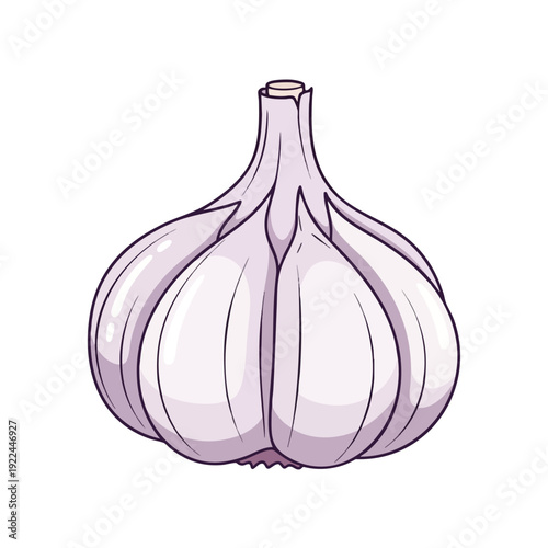 Fresh Garlic Bulb for Cooking and Healthy Diets