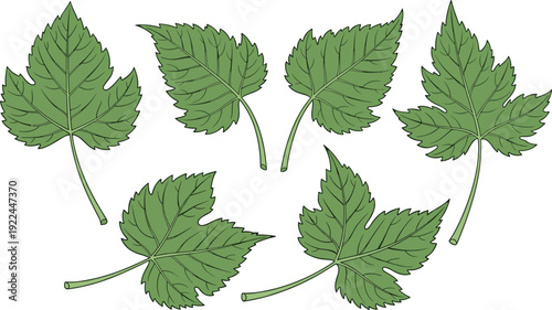 Flat vector illustration set of fresh green tree leaves collection with various shapes for nature environment gardening summer season and organic botany concept.