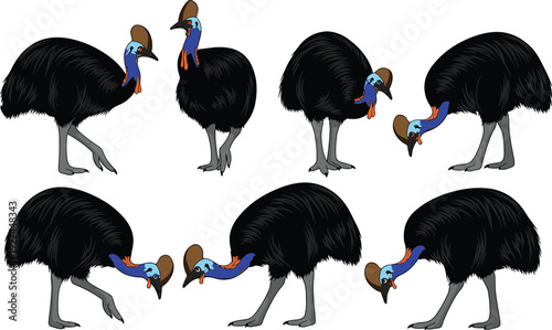 Flat vector illustration set of Southern Cassowary collection with various walking and feeding poses for tropical rainforest wildlife nature education and flightless bird.