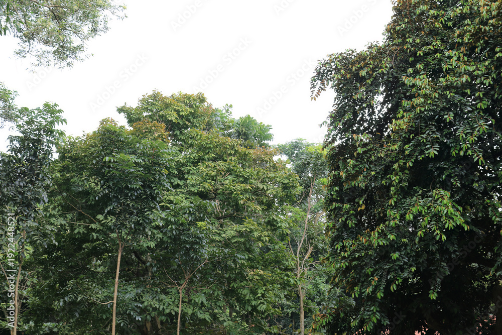 Obraz premium Dense Woodland Canopy In Layered Greens. Rich Forest Crown Beneath Bright Sky. Lush Vegetation Wall In Outdoor Scene. Natural Tree Mass Forming Scenic Depth