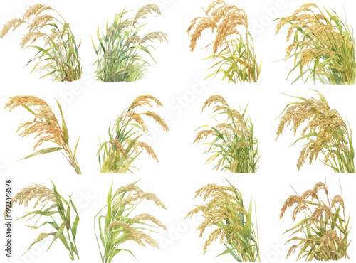 Watercolor Rice Stalk Plant Clipart Set