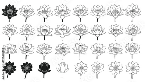 Visual progression showing the stages of a lotus flower blooming from a small bud to full blossom in elegant black and white line art.