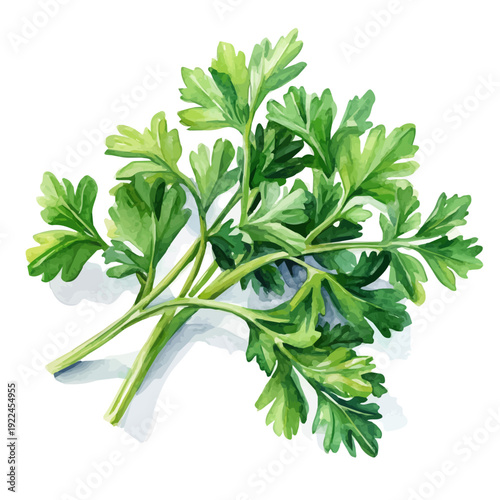 Watercolor illustration painting of Parsley, minimal, isolated on a white background.