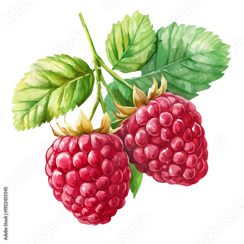 High-resolution watercolor painting vector of Raspberry, isolated on a white background.