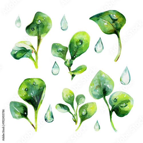 Baby Tears in watercolor style, vector illustration, isolated on white background.