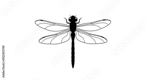 Black and White Dragonfly Illustration.