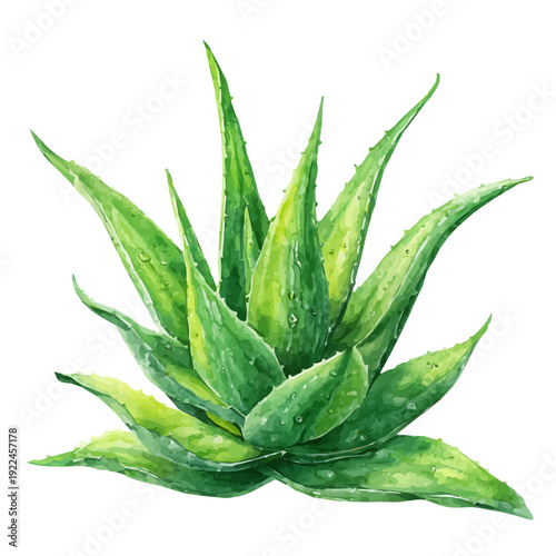 Aloe Vera in watercolor painting style, vector illustration on white background.