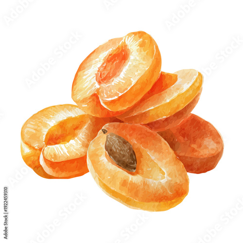 Apricot Slices in watercolor style, vector illustration, isolated on white background.