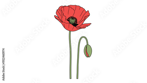 Simple and elegant vector illustration of a red poppy flower with a long stem and an unopened bud, isolated on a white background.
