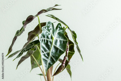 The foliage of an Alocasia amazonica 