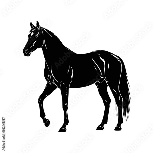 Elegant Black Horse Silhouette Stepping Gracefully on White Background Studio Lighting
