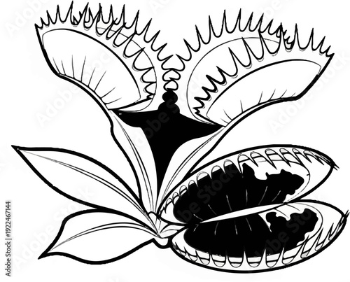 Stylized black and white illustration of a Venus flytrap plant