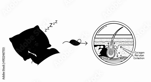 Sleeping cat, mouse, and skin cross-section with collagen